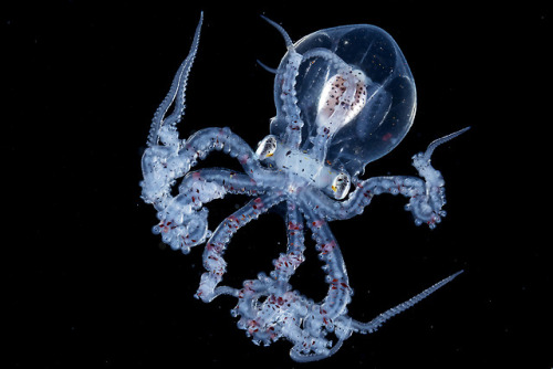 yahoonewsphotos: Amazing creatures of the deep Ace Wu searches the deep to photograph stunning under