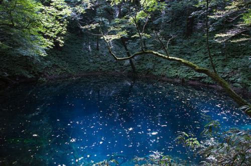bone-marrow-witch:Photography by xx_chaton_xx on Flickr  