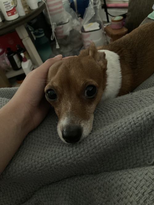 Dog Posting Because I Want You All To See My Reason To Live