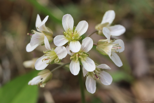 Early May in an Appalachian forest.From top: sweet white violet (Viola blanda); long-spurred violet 