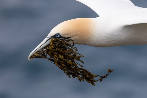 tiz-aves:tiz-aves:[Species] | Northern gannet Northern gannets (Morus bassanus) are large seabirds o