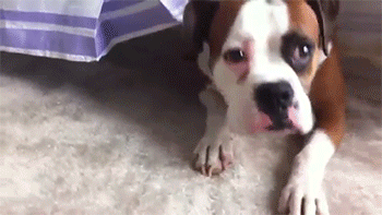 mommytojoshie:  sizvideos:  Video   Omg that is too sweet!!