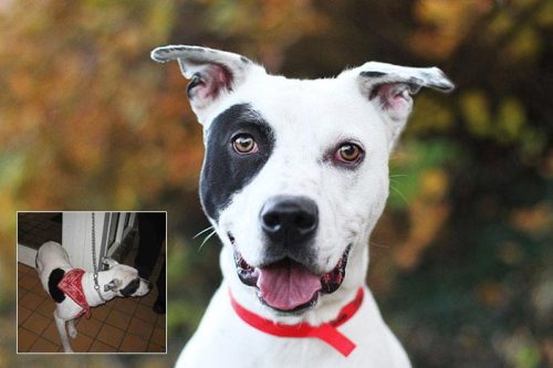 dogjournal: PHOTOGRAPHER TOURS SHELTERS TO HELP DOGS GET ADOPTED - “Our mission is to provide 