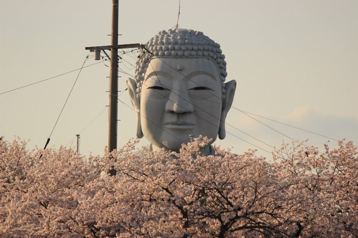 shashinmeister:  豊川のおぐりんさんのツイート: “グラサン大仏こと布袋の大仏様周辺の桜、今が見ごろです！