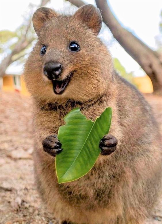 Known as the 'world's happiest animal' for their... - Wildlife & Animal  Photography