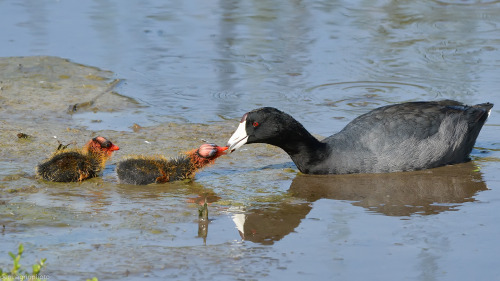 permagrinphoto:American Coot and chicks