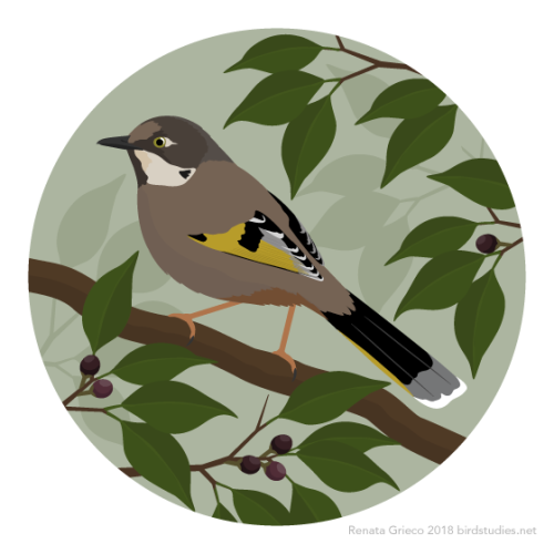 renatagrieco: November 7, 2018 - Variegated Laughingthrush (Trochalopteron variegatum) These laughin