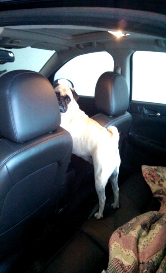 Pug Life