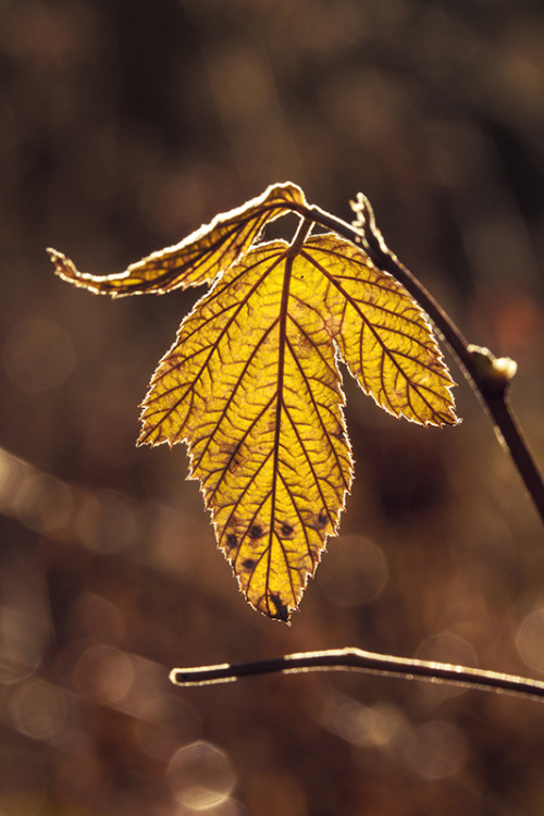 bookofoctober:Leaf by Laazeri