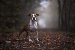 handsomedogs:  Roberto Urbani | Red in the woods