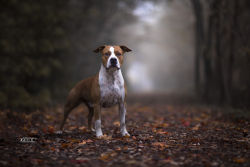 handsomedogs:  Roberto Urbani | Red in