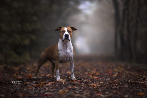 handsomedogs:  Roberto Urbani | Red in the woods