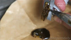 weedporndaily:  extracting butane hash oil (x) 
