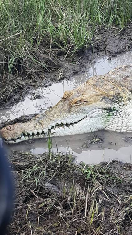 biofaunaexotics: Orinoco Crocodile (Crocodylus intermedius) Last month we FINALLY had the opportunit