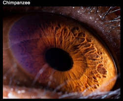 stilestrialsofhale:  thatscienceguy:  The Eyes of Nature  what