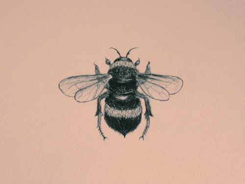 creativehoarders: Better photo of my bumble bee Instagram @brookelynsh