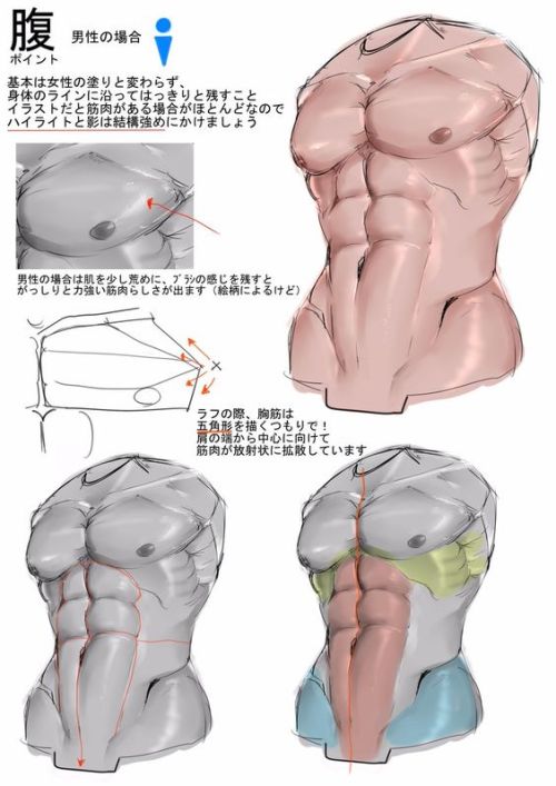 anatoref: How to Draw AbdominalsTop ImageRow 2: by Josh ReedRow 3Row 4: by NemanJa FilipovicRow