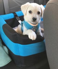 Dog-Rates:  This Is Shiro, She’s Strapped In For Safety. Have To Be Puppared When