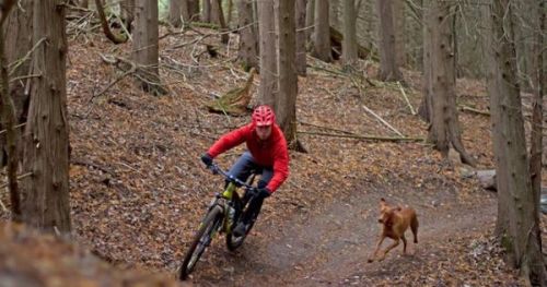quipmo: 5 Tips For Training A Mountain Bike Trail Dog! #mountainbiking #Quipmo #GearRental #Surf #B