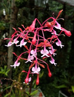 orchid-a-day:  Epidendrum capricornuJuly 24, 2019