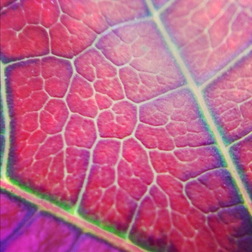photojojo:   Know how to make your new iPhone 5c/5s’s super duper camera even superer? Thow a Macro Cell Lens Band over your camera’s lens and you can focus on your subject from just 1-2 inches away. Use your new iPhone’s bigger-than-ever pixels