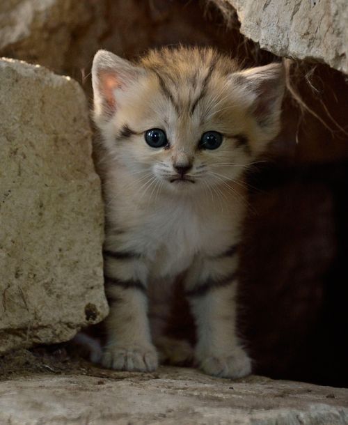 sixpenceee:Sand cats are the Peter Pan of felines: they retain a kitten-like appearance their whole 