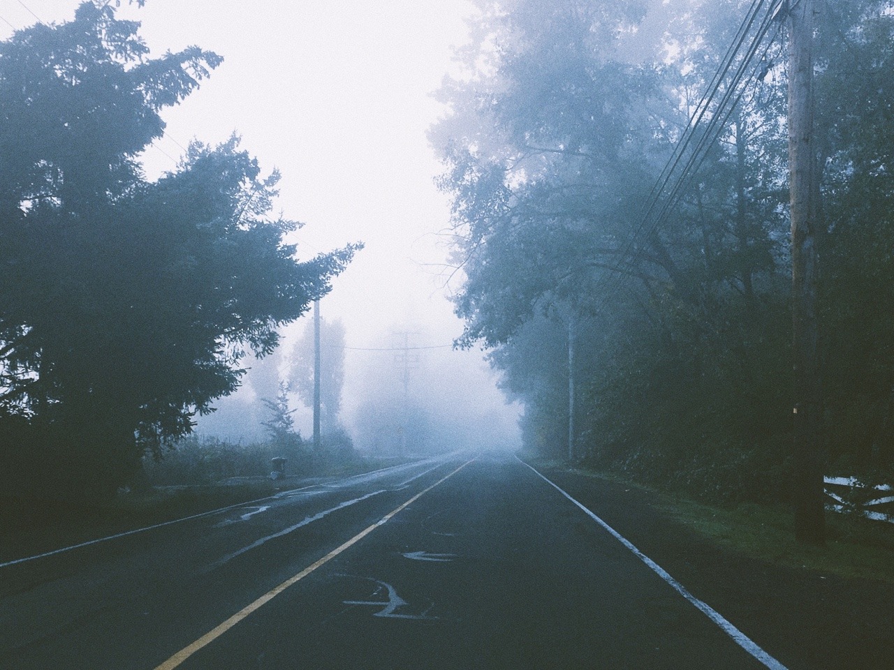 wildlxng:  foggy season 🌧