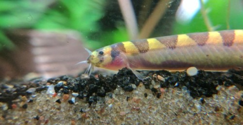 Sukoshi has the cutest little loach face