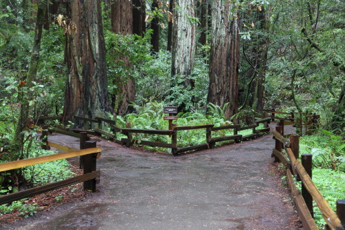 steepravine:Paths Through The Redwood Forest(Muir Woods, California - 3/2014)