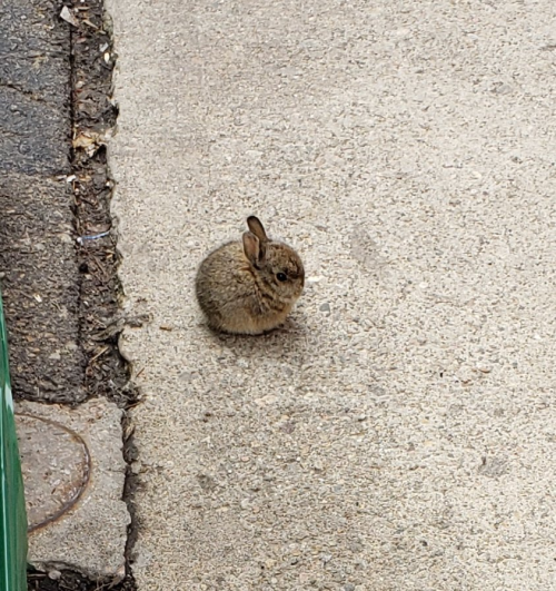 everythingfox: Borb [ID: a photo of a very small, very round brown rabbit with small ears pointing u