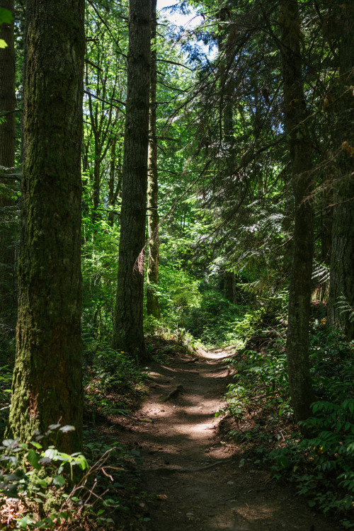 itakephotosofallthethings:An Afternoon Walk In The ForestSoaring Eagle Regional Park / Sammamish, WA
