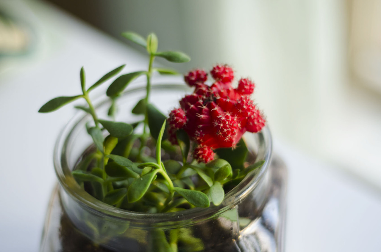 meeppetrie:  Some much better pictures of the terrariums I made yesterday. They’re