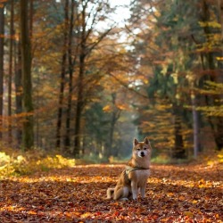 bestofpack:   Congratulations on being an Editor’s Pick on Pack! Dog: Shippo, the Shiba Inu. Human: (the awesome person who owns this photo!): Christine. See more of this dog: on Pack 