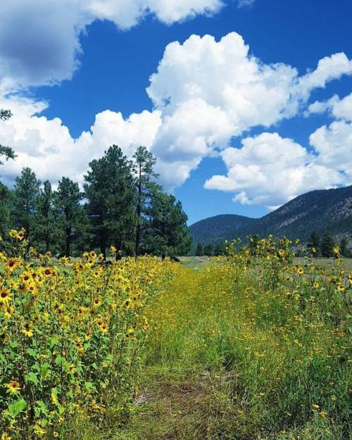 kendrajonesaz:wildflowers, trees, clouds, and best friends are just a few of my favorite things