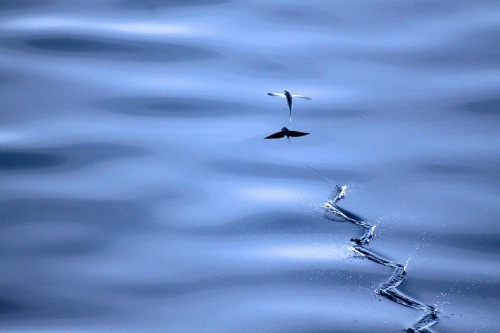 odditiesoflife: Flying Fish Flying fish (Exocoetidae) can be seen jumping out of warm ocean waters w