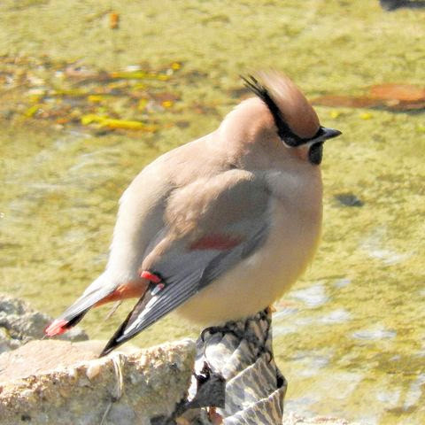 Japanese Waxwing.