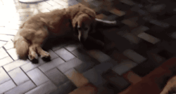 cineraria:  Spot the Cat - Stolen Dog Bed
