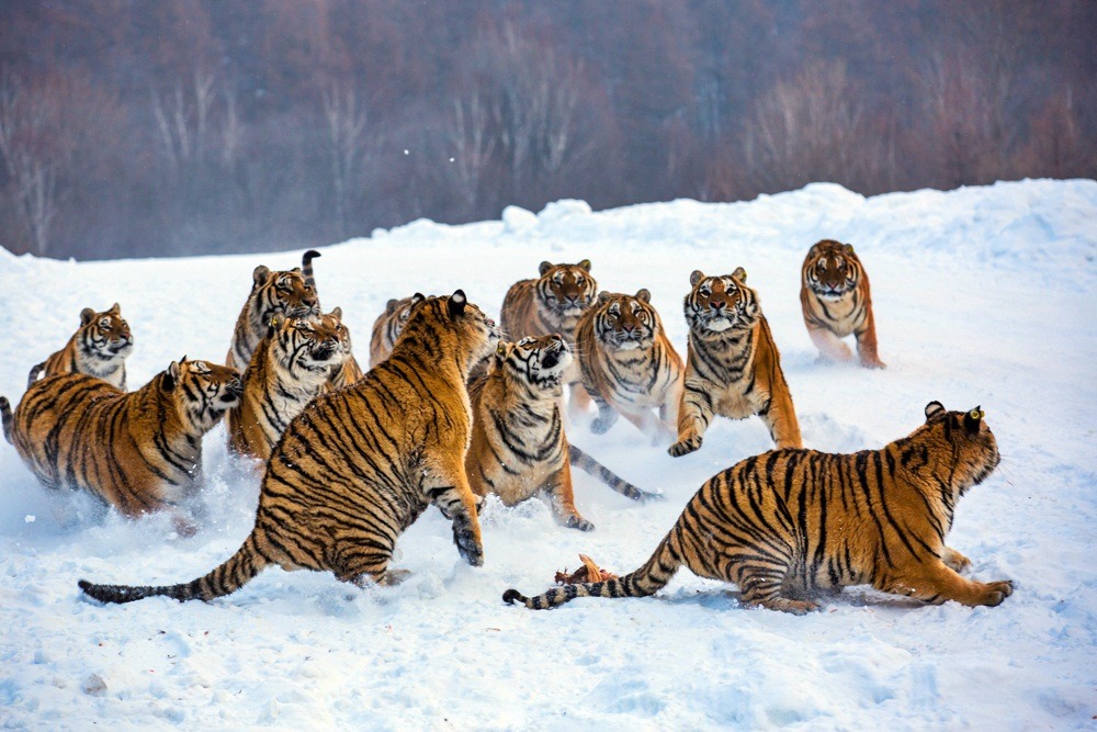 thecatspajama:Just some kitties playing in the snow. 