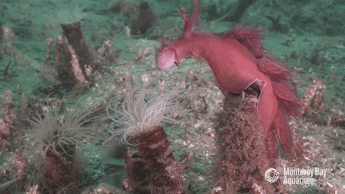 A large purple and pink barber slug falling on to a tube anemone to snip some tentacles and being pulled in a bit to the tube as the anemone retreats