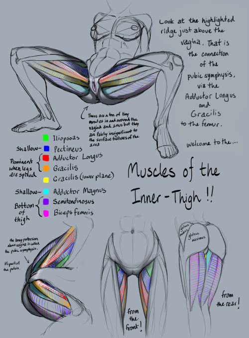drgraevling:  And since nobody before me decided to actually link the source, I’ll just go ahead and do that for you: http://www.hentai-foundry.com/pictures/user/rinayun/162896/Tutorial-Anatomy-Muscles-of-inner-thigh