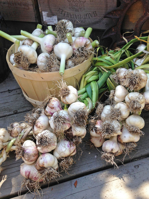 hqcreations:Mid-Summer Garlic Harvest!This has been our most successful garlic harvest to day. This 