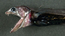 sixpenceee:  sixpenceee:  The black swallower, Chiasmodon niger, is a species of deep sea fish in the family Chiasmodontidae, notable for its ability to swallow fish larger than itself.  Someone tagged this as #inspiration 