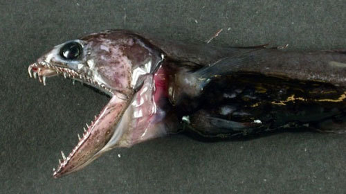sixpenceee:sixpenceee:The black swallower, Chiasmodon niger, is a species of deep sea fish in the fa