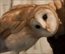 4gifs:  Unedited
