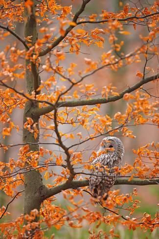 earthanthem:  (via Pinterest)   Gray Ural Owl (Strix Uralensis) by Ondrej Prosicky  