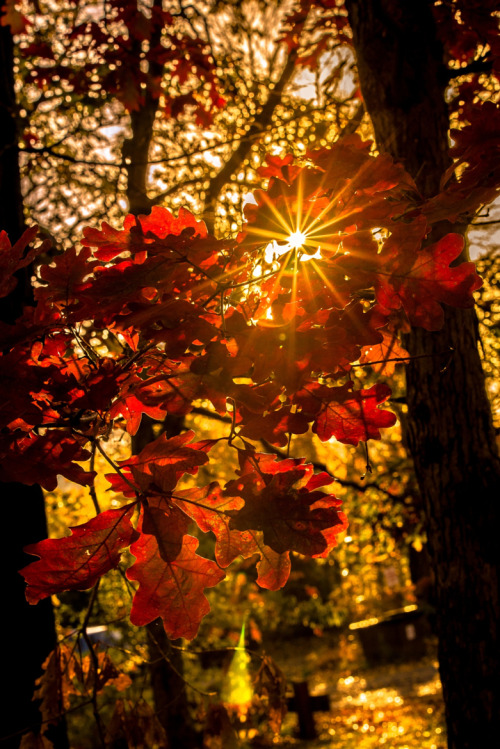 wowtastic-nature: Fall colors on 500px by Beyti Barbaros, New York City, USA☀  NIKON D600-