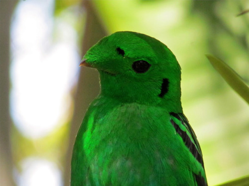 ambipom:end0skeletal:The green broadbill is a small bird in the broadbill family endemic to for