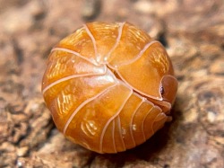 arcticarthropod:crevicedwelling:today’s isopod is Armadillidium vulgare “Orange Vigor,” an orange mutation of the common pillbug or roly-poly. they still show yellow scrawls and varying shades of base color, like the wild gray form, with males tending