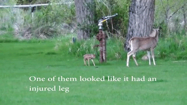 sizvideos:  Baby Deer Refuses To Leave The adult photos