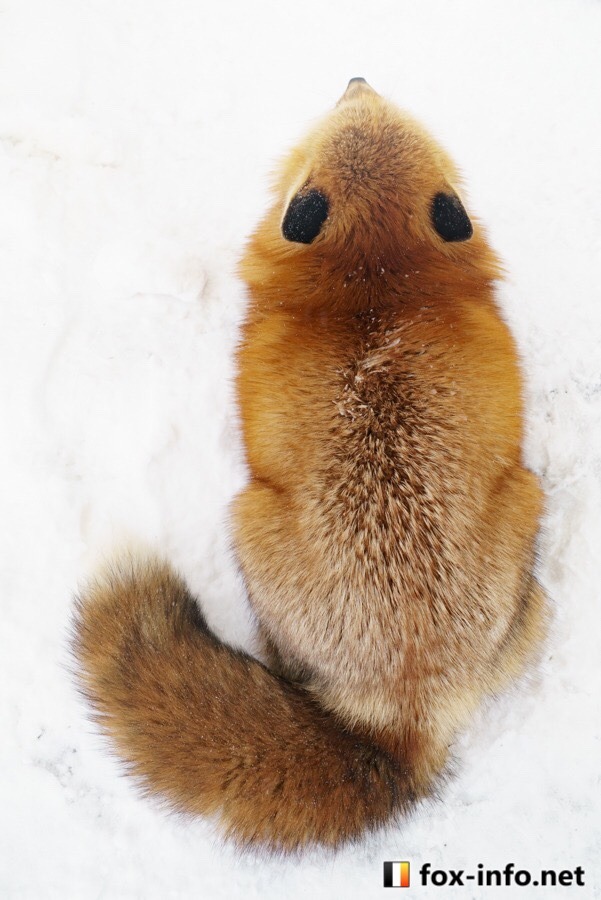 everythingfox: We love fat foxes 